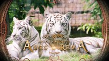 Ades et Rewa - La légende des tigres blancs / Ades and Rewa - The legend of the white tigers