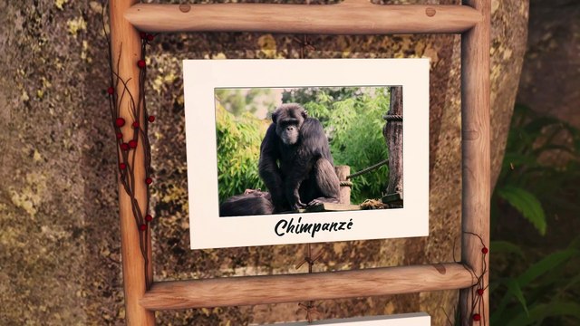 36 pensionnaires du zoo de La Flèche en photos / 36 residents of the Flèche zoo in photos.