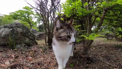 I took photos of stray cats living in Japan.22