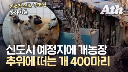 돈 요구한 '알박기 개농장' 주인···새끼들 얼어 죽고 있었다