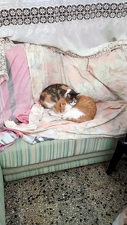 les chats dorts