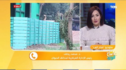 الموت يخطف "زيزو" من "سونسن" بحديقة حيوان الجيزة.. كواليس وفاة ذكر الزراف الجديد