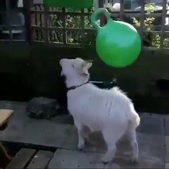 Goat playing time - Nature is Amazing - Viral Videos