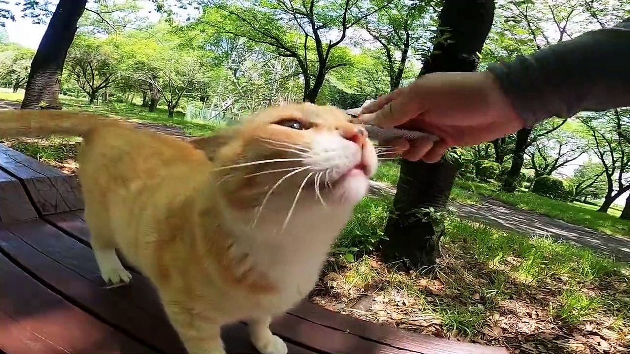 I took photos of stray cats living in Japan.23