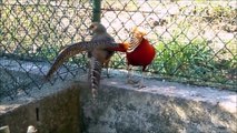 beautiful-golden-pheasants-and-wading-birds