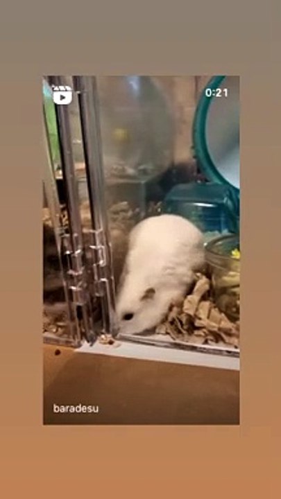 hamster