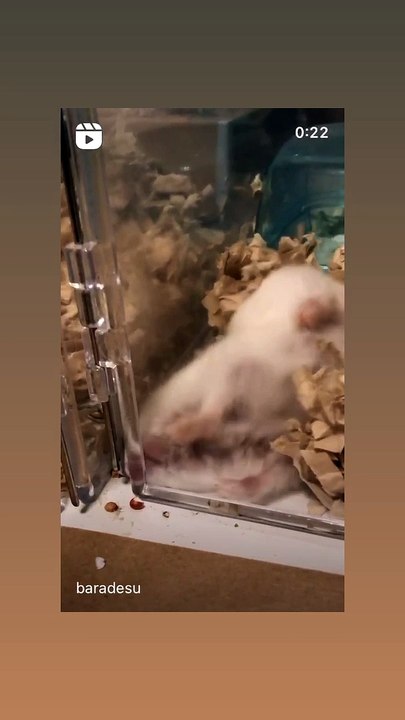 hamster