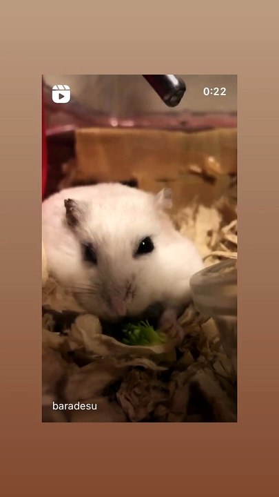 hamster