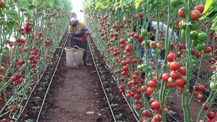 Fedakar üreticiler, pandemide mutfaklar için domates topluyor