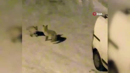 Tilkilerin 'ekmek kavgası' kamerada