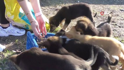 Can dostlar için beslenme noktaları