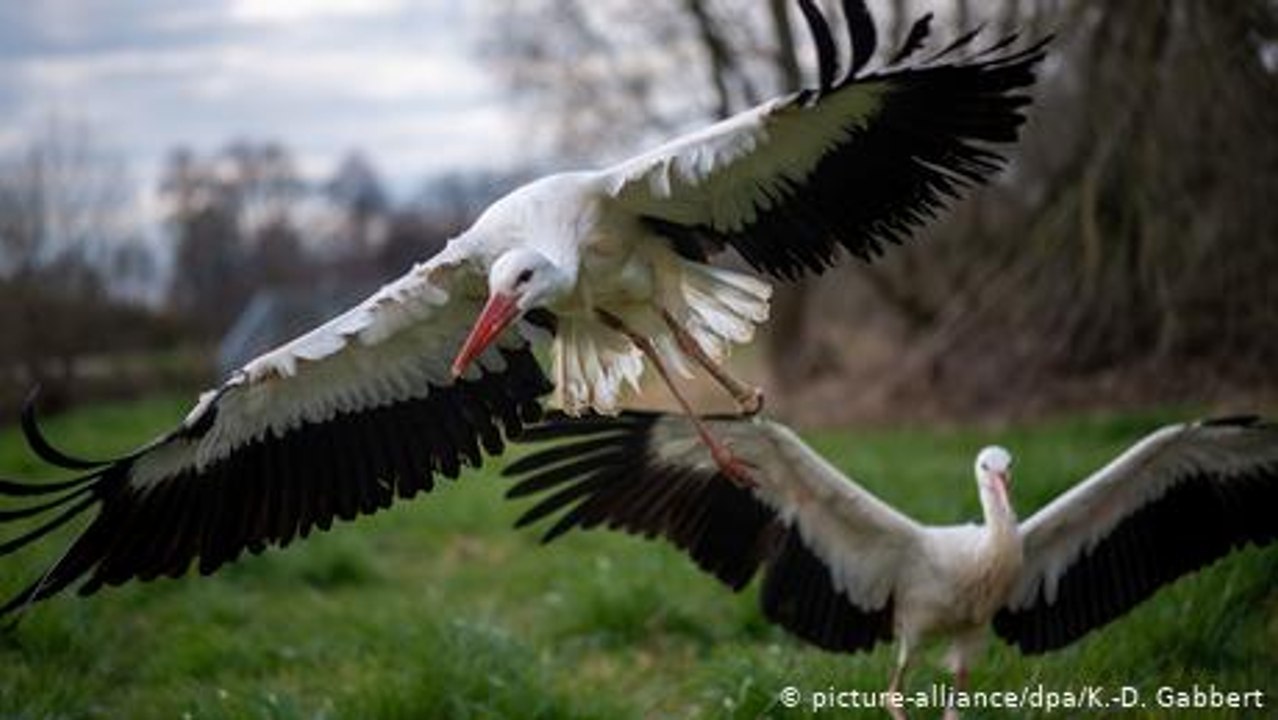 Israel: Zwischenlandung der Störche