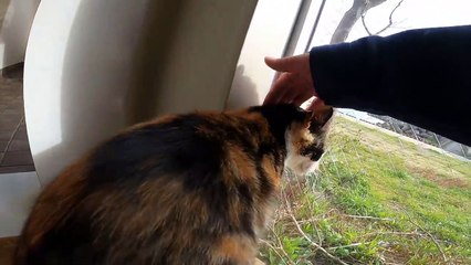 I took photos of stray cats living in Japan.23