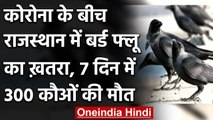 Rajasthan में Bird Flu का खतरा, 7 दिन में करीब 300 कौओं की मौत | वनइंडिया हिंदी