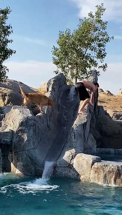 Doggy Takes an Unexpected Slide Into Pool