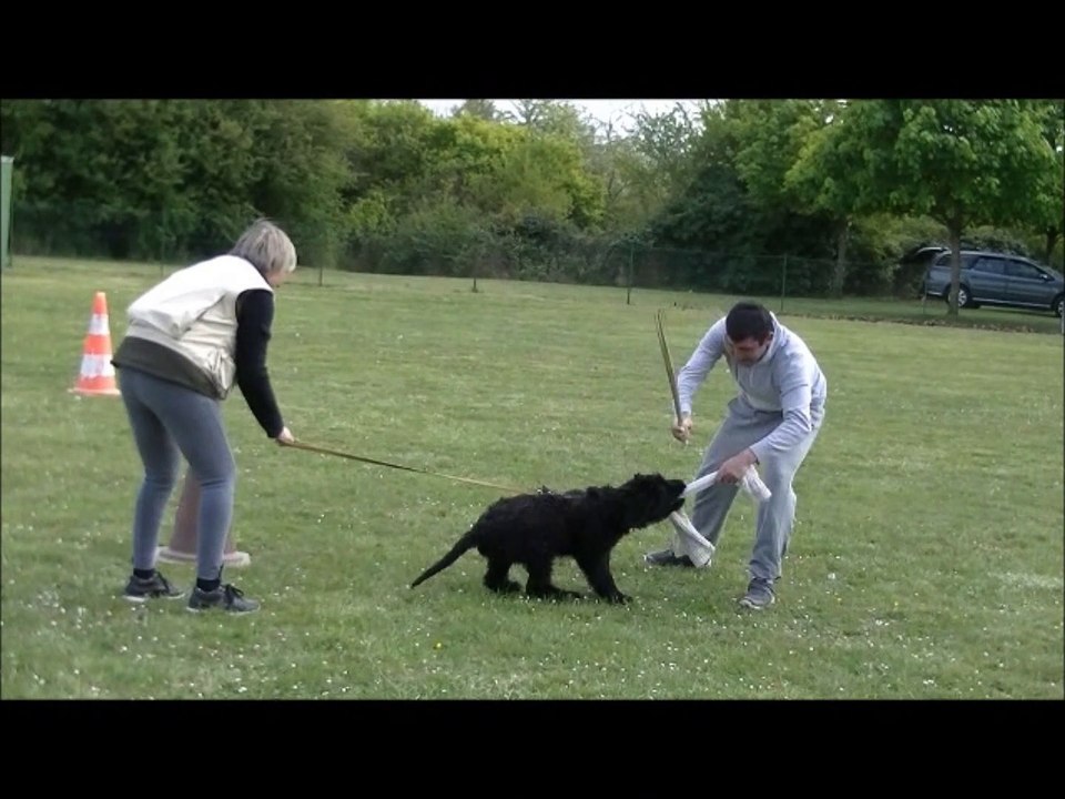 2014 -Ring :Jakahdy de l'Aubade aux Bergers, 3 mois, débourrage du chiot