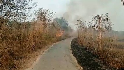 अज्ञात कारणों से लगी जंगल में भीषण आग