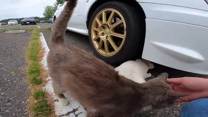 I took photos of stray cats living in Japan.25