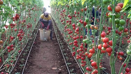 Fedakar Üreticiler, Pandemide Mutfaklar İçin Domates Topluyor