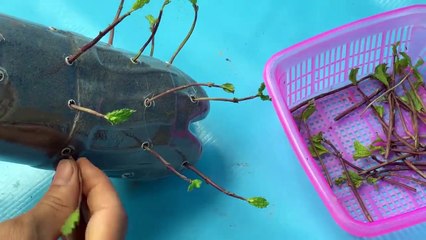 #Growing herbs in plastic bottles, #gardening, #growing fresh vegetables, #tips on growing herbs