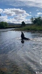 Rare Sight of Seal Wading in Fresh Water