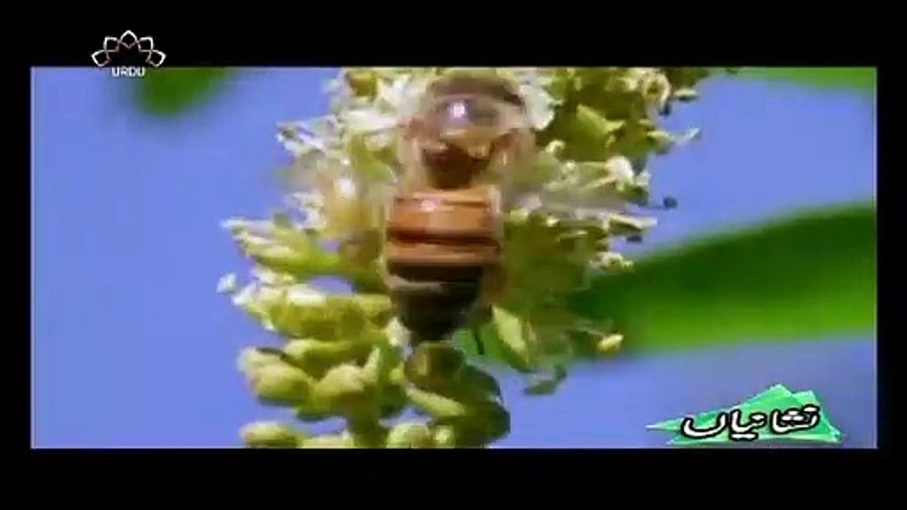 HONEY BEE
