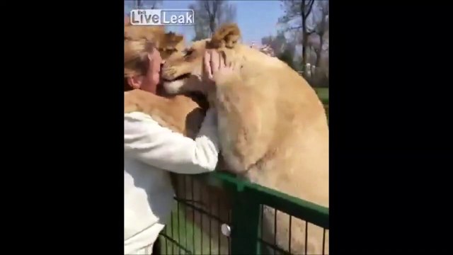 Ces 2 lions retrouvent leur dresseur après 7 ans de séparation