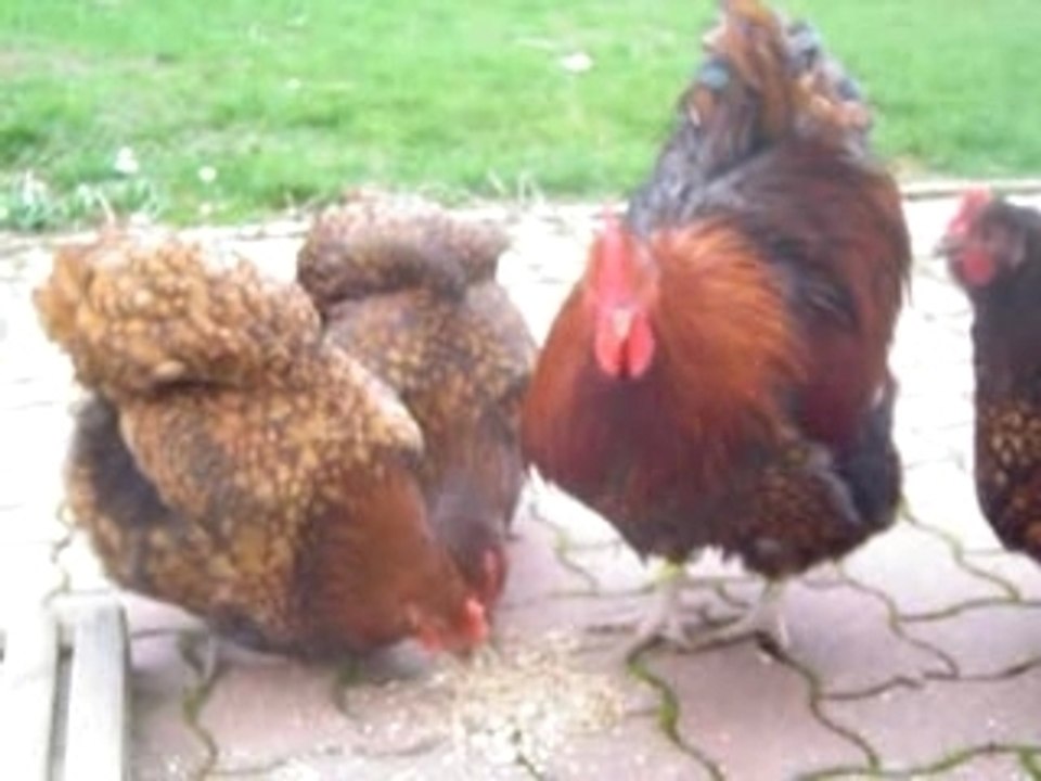 Film coq qui appele les poules pour manger
