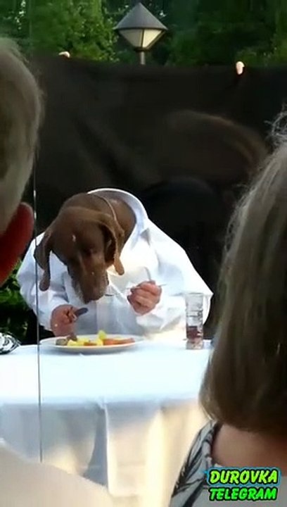 Human with dog face eats at table