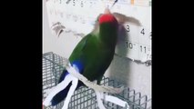 Funny Parrots Videos Compilation cute moment of the animals Cutest Parrots