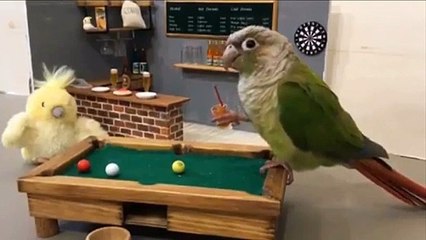Funny Parrots Videos Compilation cute moment of the animals