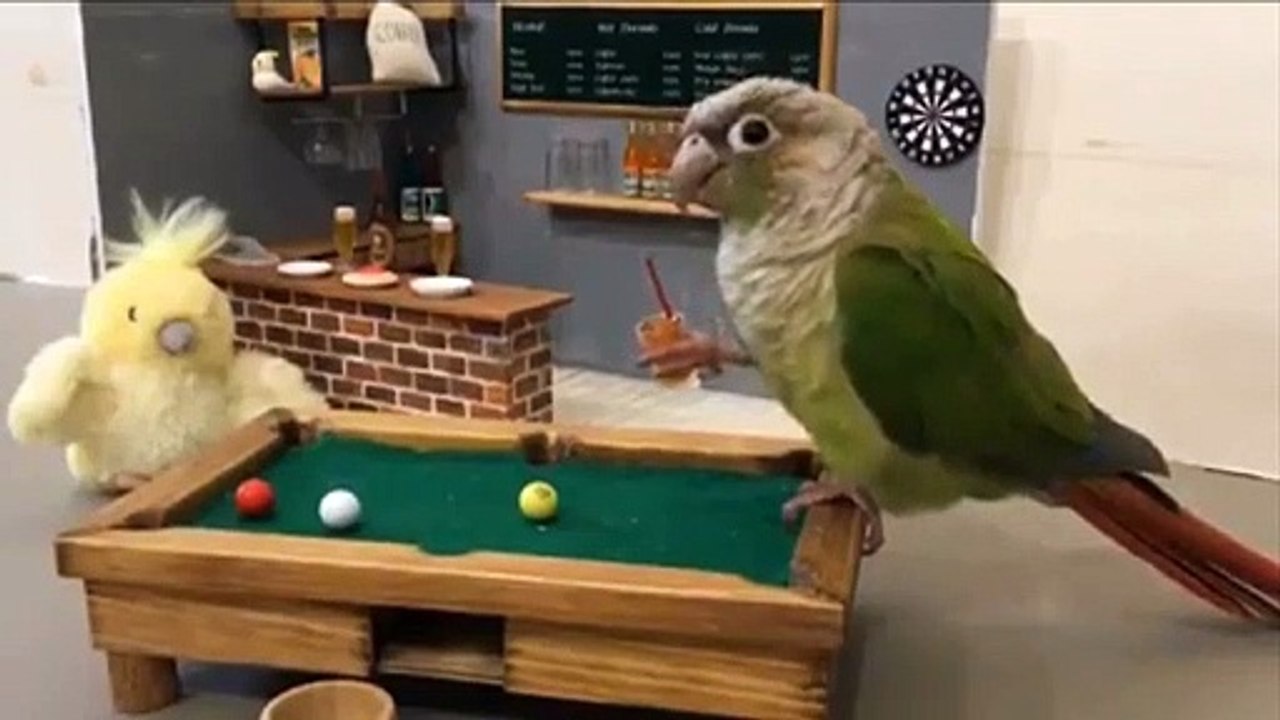 Funny Parrots Videos Compilation cute moment of the animals