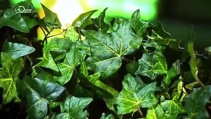 How Its Made - 862 Living Walls