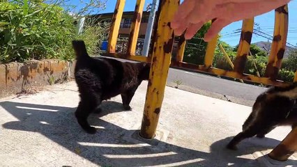 I took photos of stray cats living in Japan.26