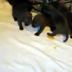 Les chiens à la recherche d'une nouvelle maison adoptent votre chiot chez nous sont à bon prix au Canada, en France et en Belgique