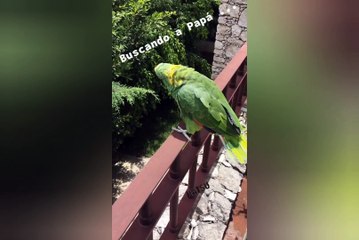 Videos de animales graciosos de tík tok 