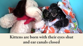 7 Sounds Cats Make and What They Mean