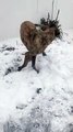 Dog Bounds Around in Snow Covered Yard