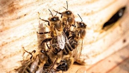 Ranjau Perang Dunia Hilang Berkat Lebah