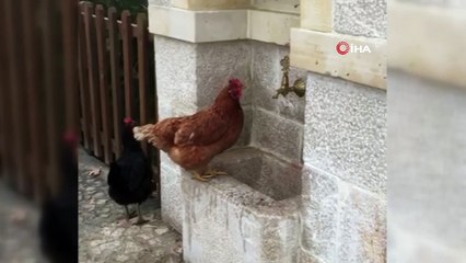Çeşmeden su içen tavuk görenlere tebessüm ettirdi