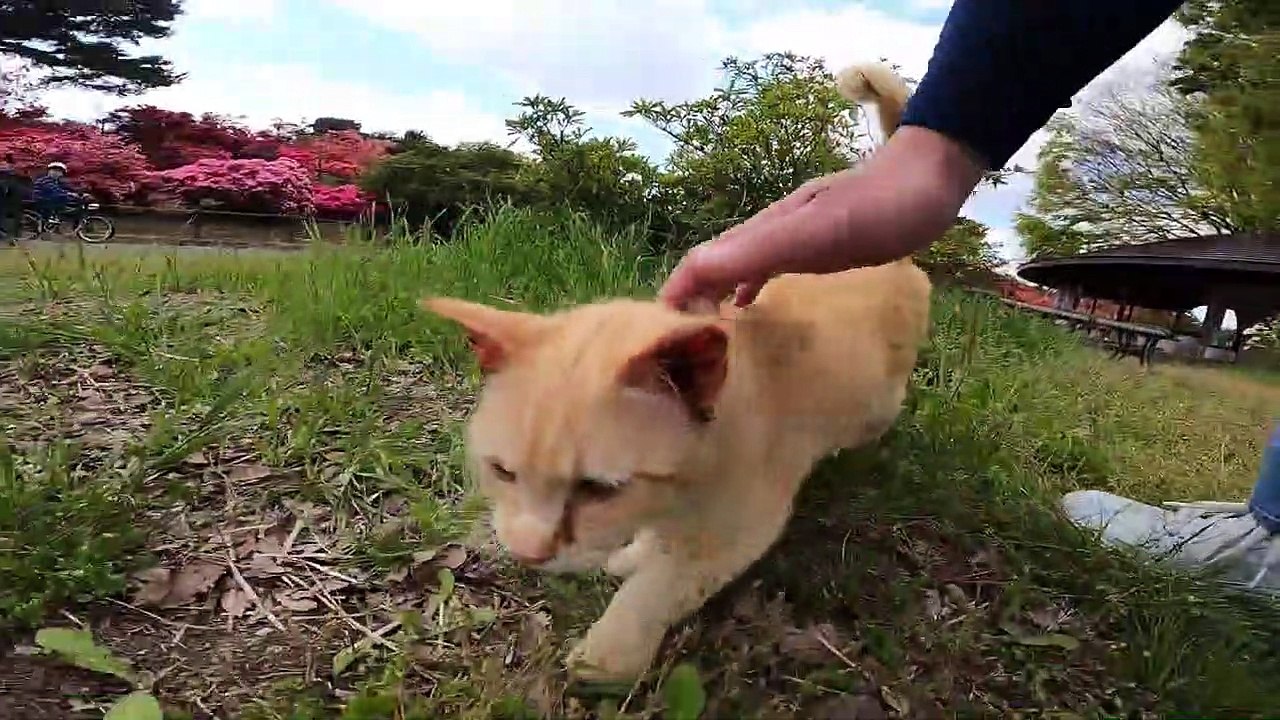 I took photos of stray cats living in Japan.29