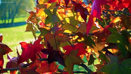 Relaxing Piano Music: Beautiful Sad Music, Soothing Music, Romantic Music, Stress Relief