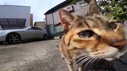 I took photos of stray cats living in Japan.30