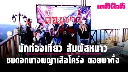 นักท่องเที่ยว แห่สัมผัสลมหนาว ชมดอกนางพญาเสือโคร่งดอยผาตั้ง