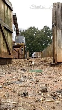 #hiphop #hiphopmusic #hiphopculture #hiphophead #HipHopartist #HipHopLife #hiphopdance #hiphopjunkie #hiphopbeats #hiphopheads #hiphopstyle #HipHopNation #hiphopart #hiphopdx #hiphopnews #hiphopblog #hiphopweekly #hiphopbeat #Hi Chiens mignons_Cute dogs