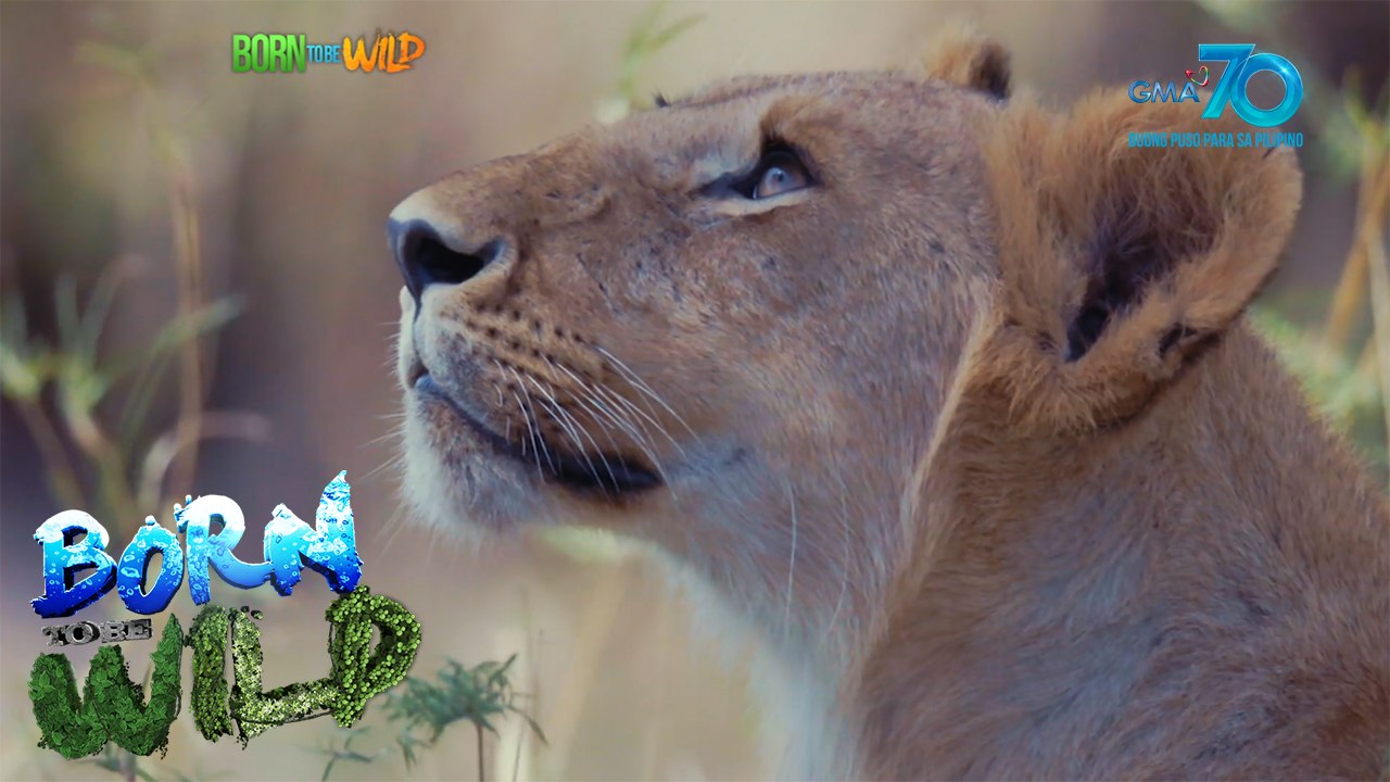 Born to be Wild: Ambush Predators