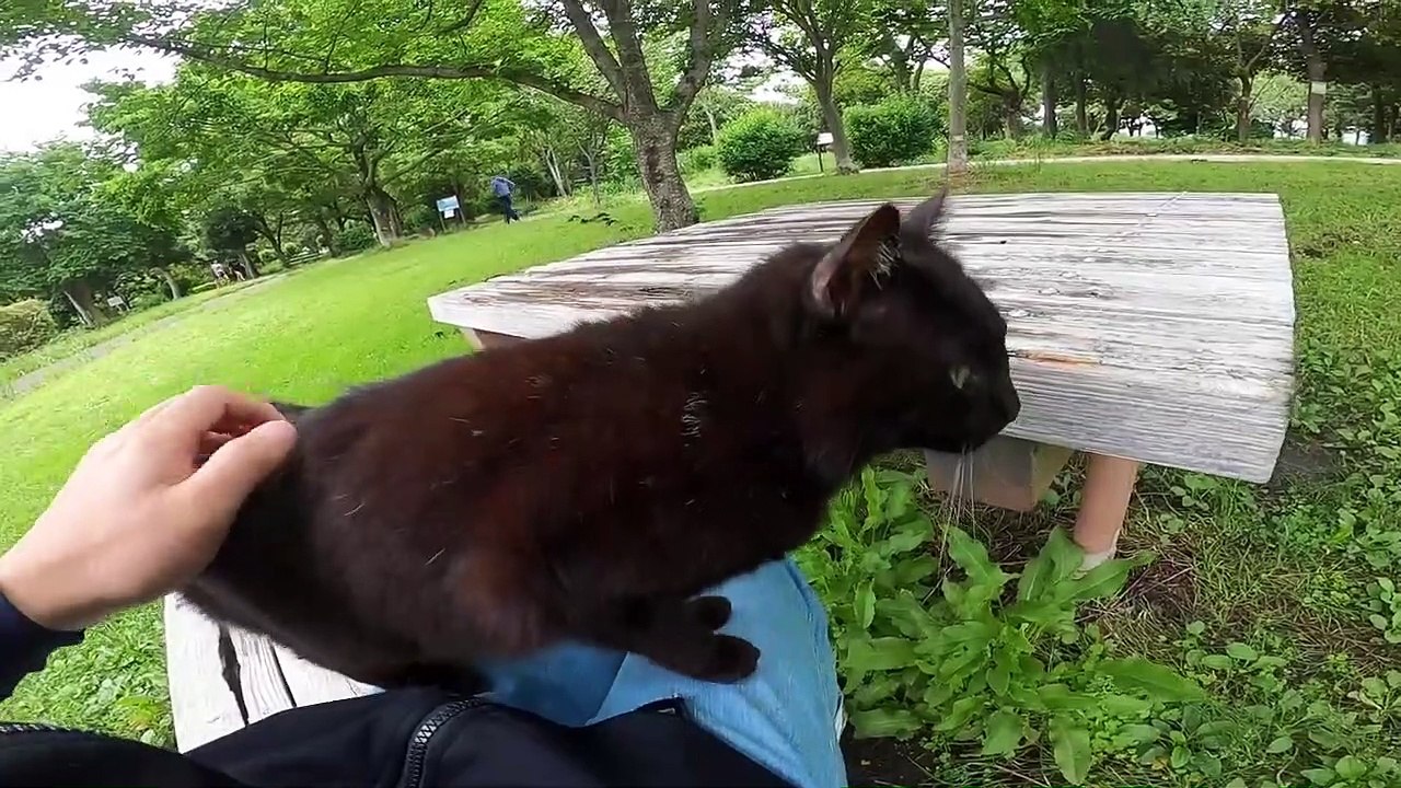 I took photos of stray cats living in Japan.31