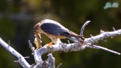 Cắt Lưng Xám  Bậc Thầy Săn Mồi Trên Không