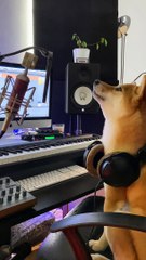 Ce que font chiens lorsqu'on n'est pas là