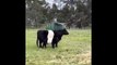 Cow with her baby so cute - Nature is Amazing - Viral Videos